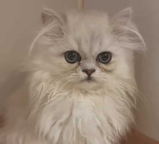 Persian cats for sale: Silver Chinchilla Persians Available! - Video 3