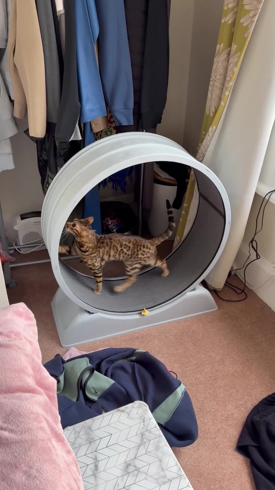 Bengal cats for sale: Beautiful purebred bengal cat Half Champion🐆 - Video 1