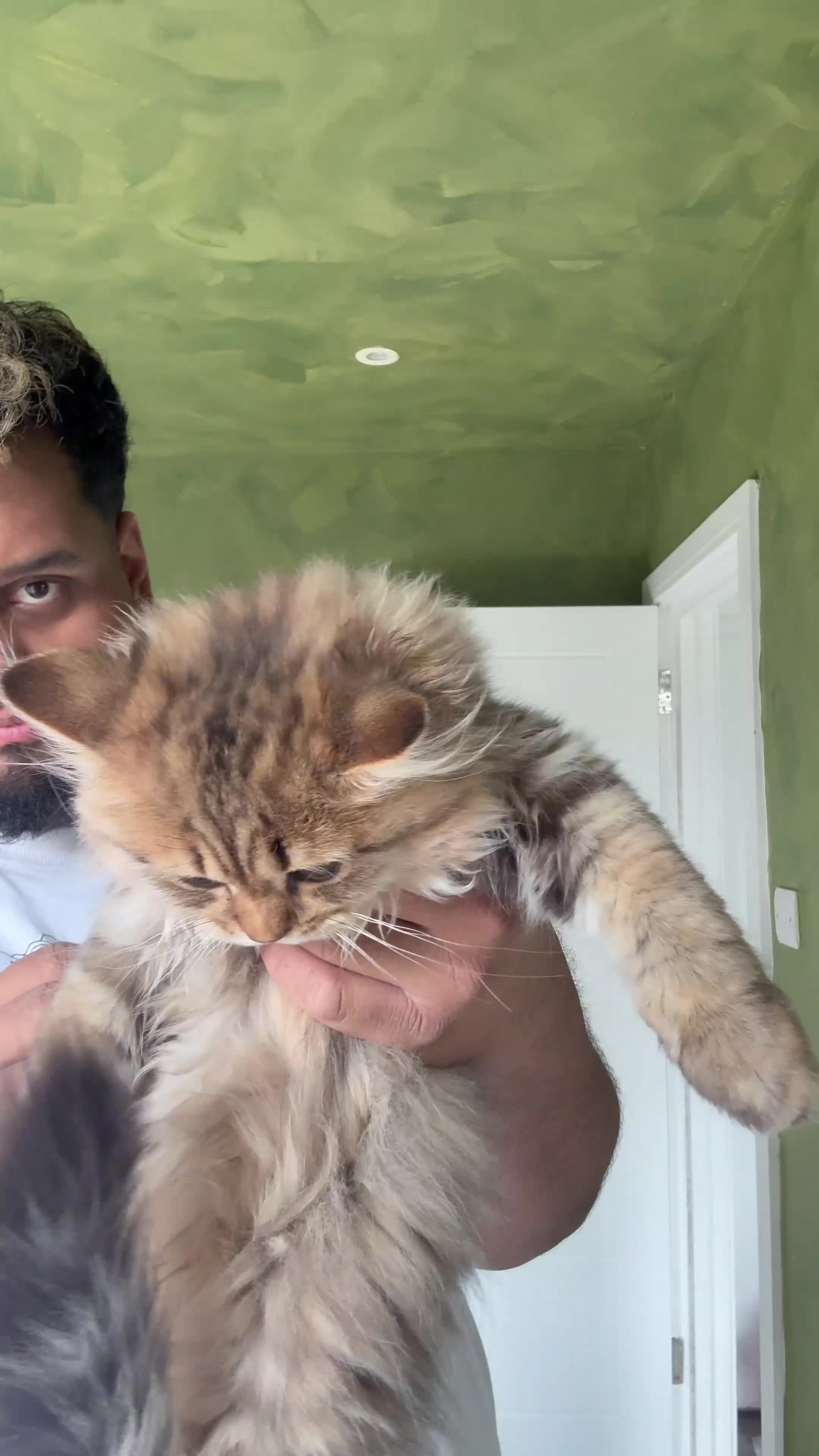 British Longhair cats for sale: Beautiful British Longhair Kittens  - Video 2
