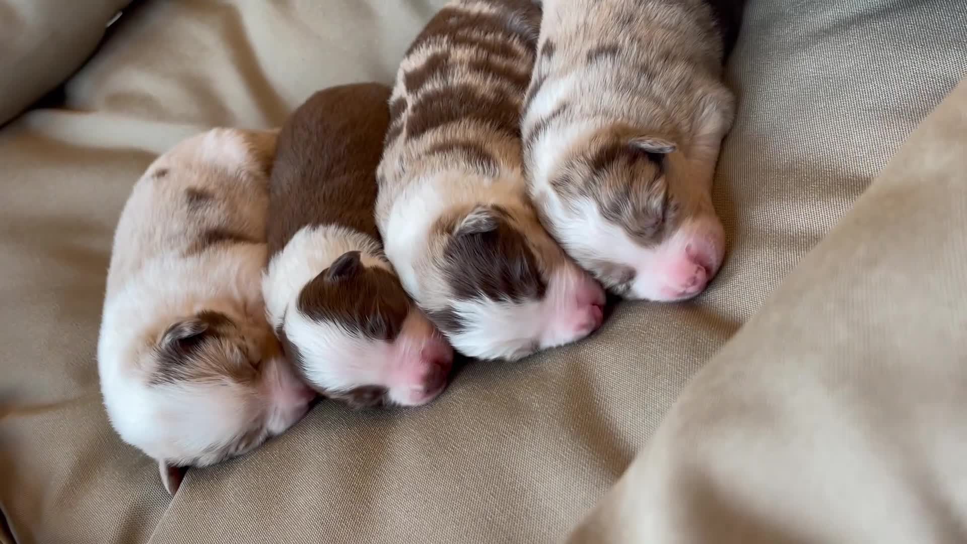 Border Collie dogs for sale: 🐾OUTSTANDING *UNIQUE* BORDER COLLIE PUPPIES🐾 - Video 1