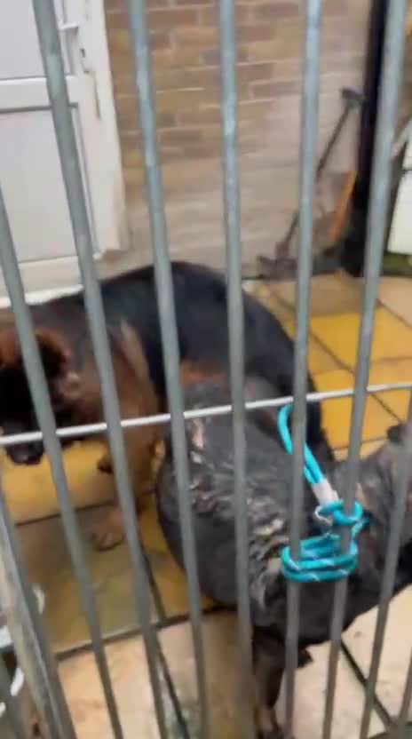 German Shepherd dogs for sale: Two female pups  - Video 2