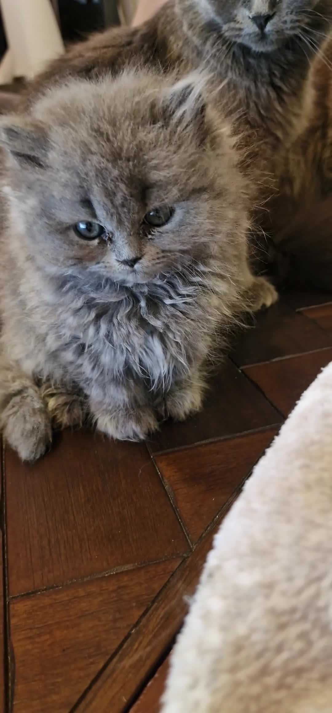 British Longhair cats for sale: Gorgeous lilac British longhair kittens- last girl in London - Video 3