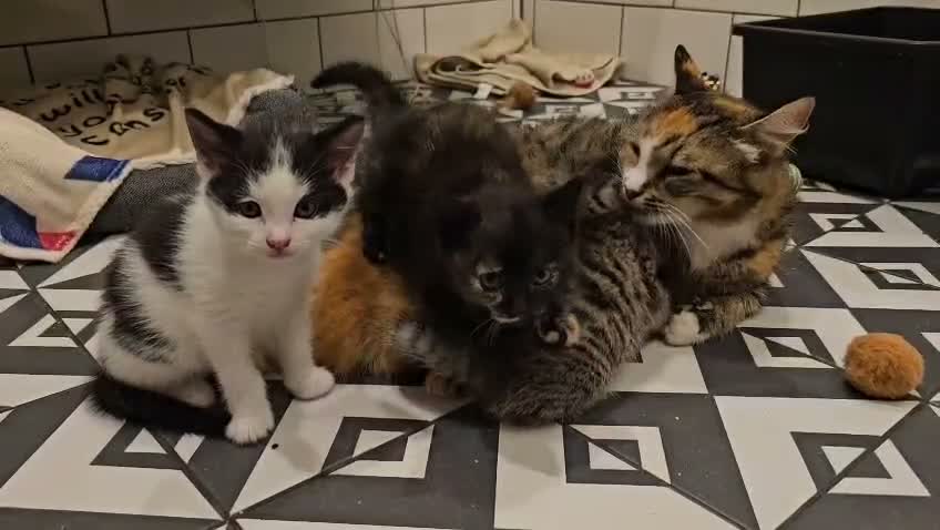 Mixed Breed cats for sale: 4 Gorgeous Female Kittens - Video 1
