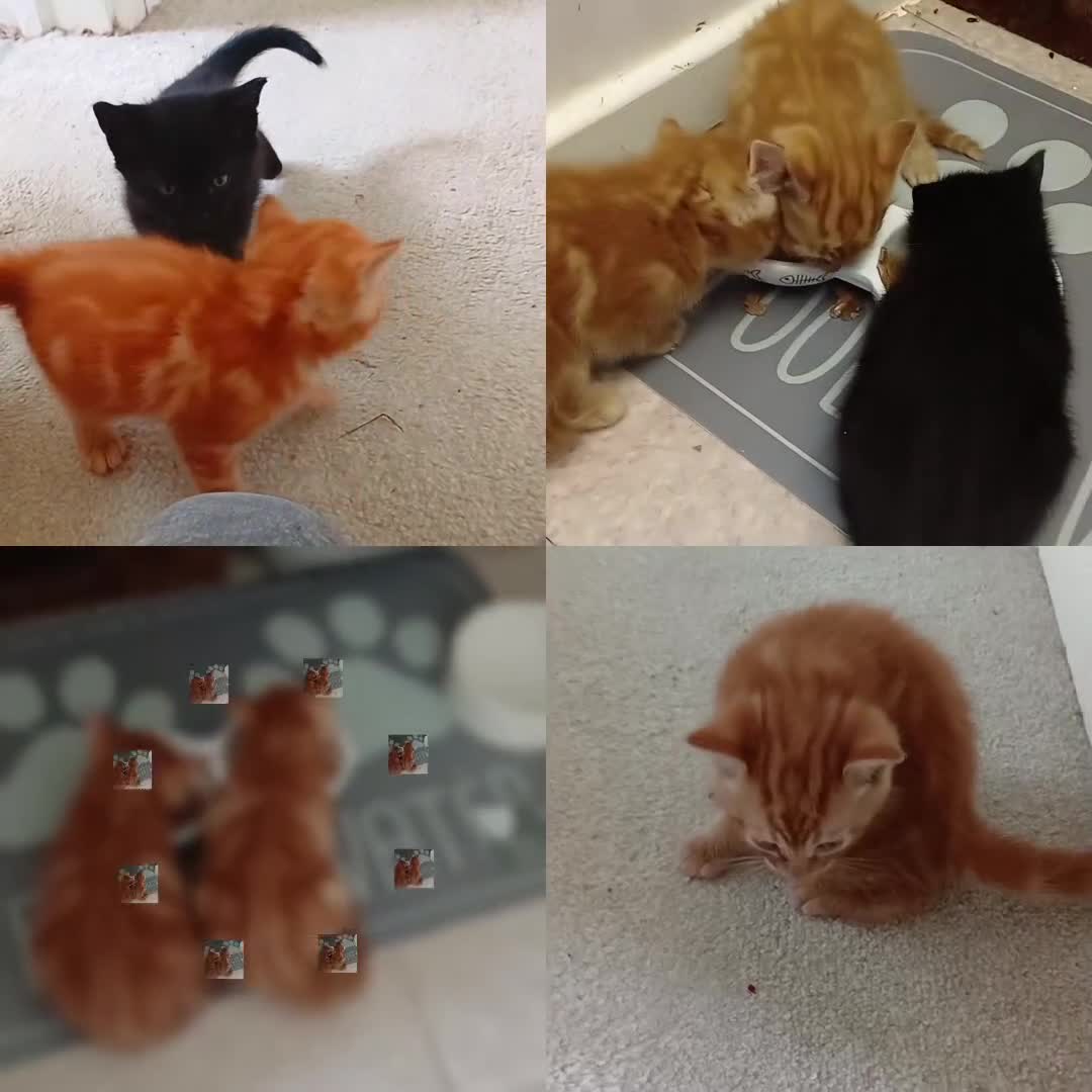 European cats for sale: 4 Adorable Kittens😻 Ready for Loving homes - Video 4