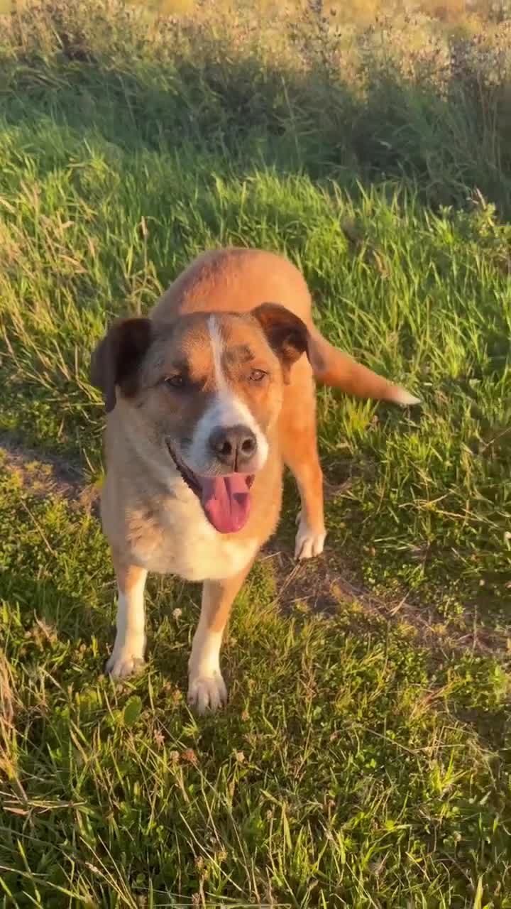 Mixed Breed dogs for adoption: Meet Duke 🐾 - Video 2