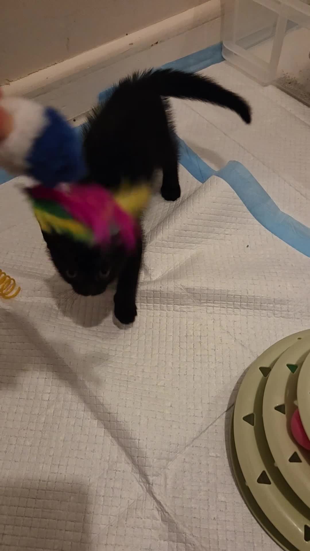 British Shorthair cats for sale: Black/brown kitten 😸  - Video 2