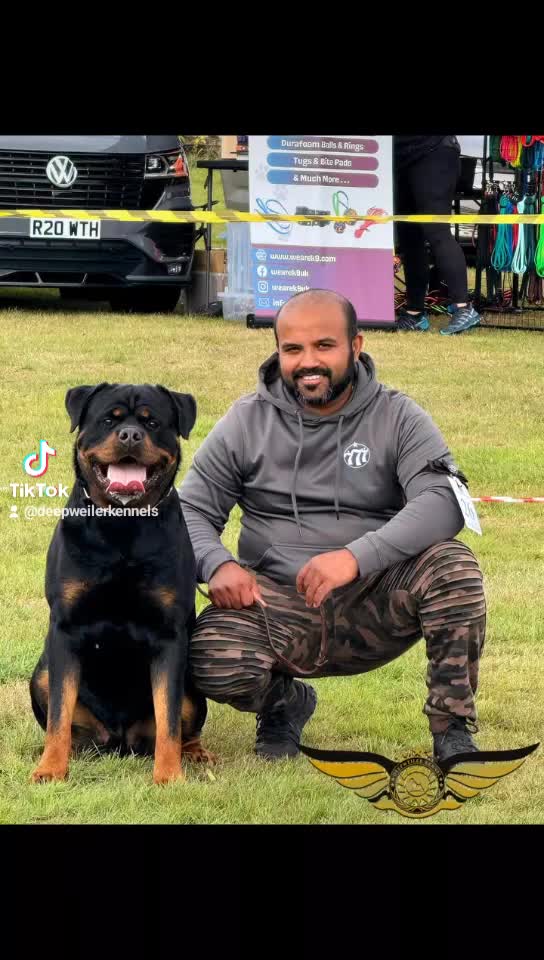 Rottweiler dogs for stud: SUPERB TOP QUALITY KCROTTWEILER FOR STUD **(ACE)** - Video 2