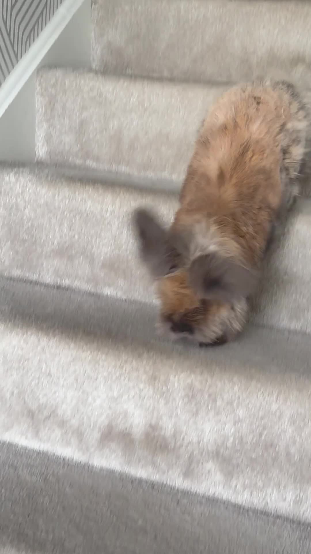 Lionhead rabbits for sale: Lola  - Video 2