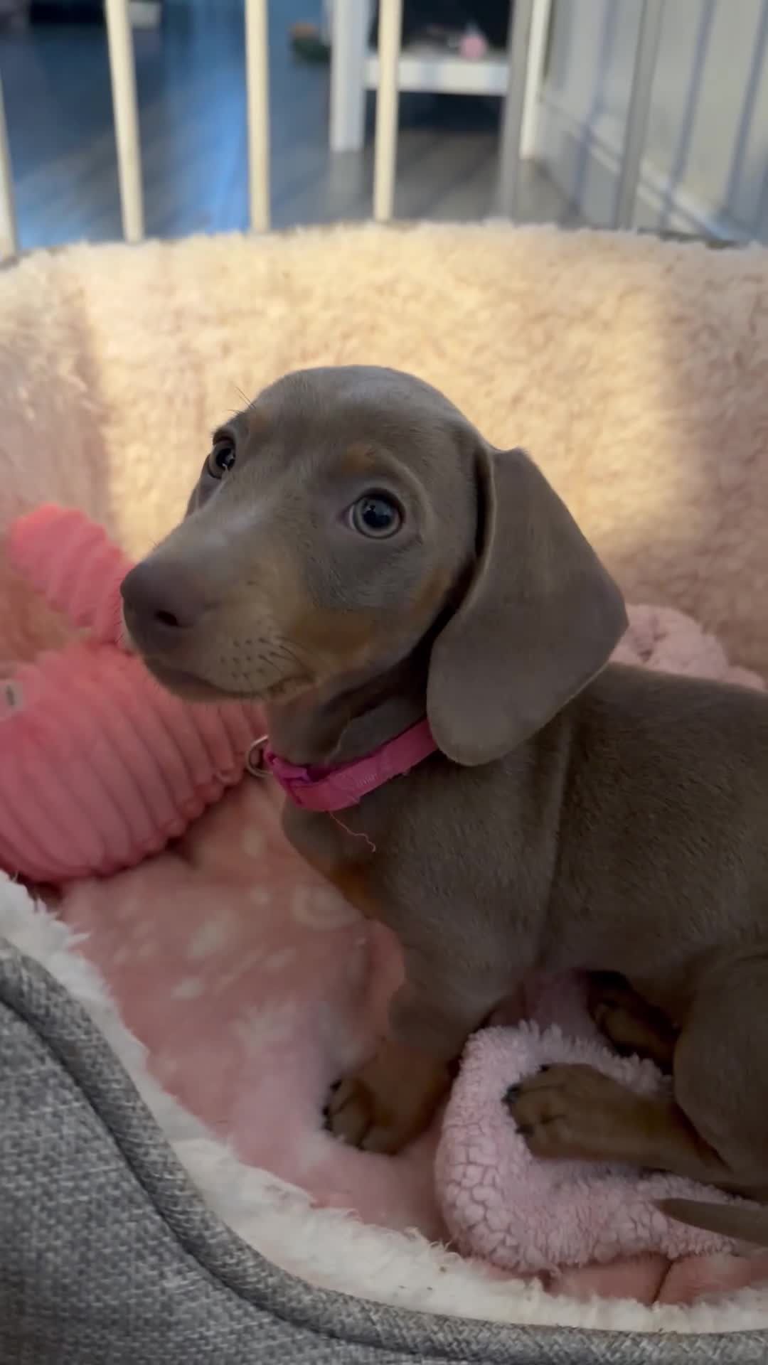 Miniature Dachshund dogs for sale: Miniature dachshund - Video 1