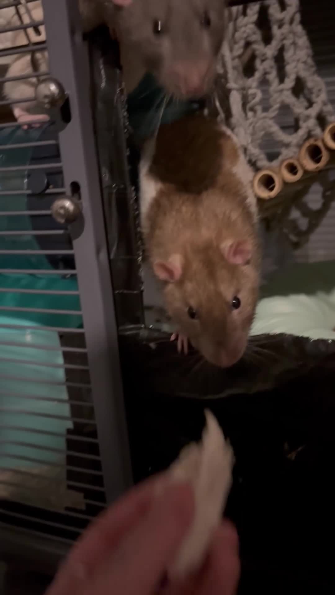 Rat rodents for sale: Two males for rehoming in Plymouth - Video 2