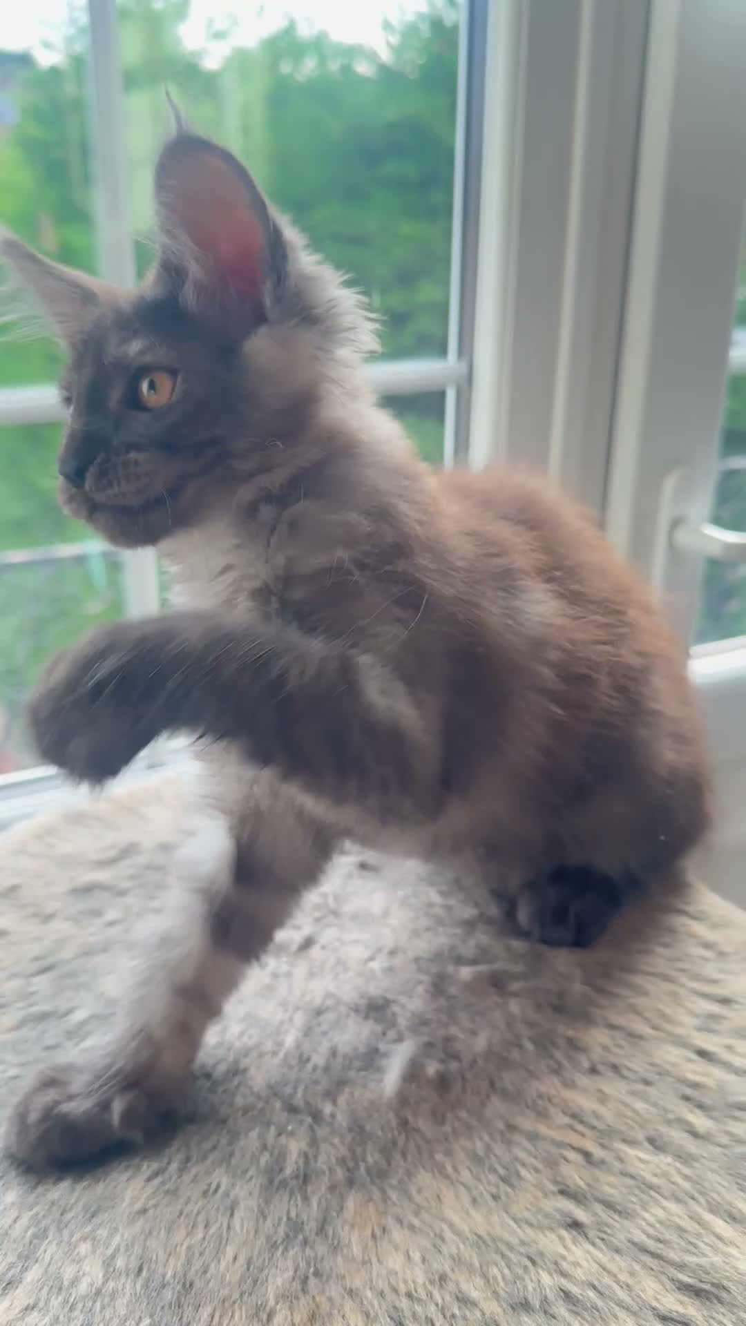 Maine Coon cats for sale: Full Main Coon kittens - Video 1