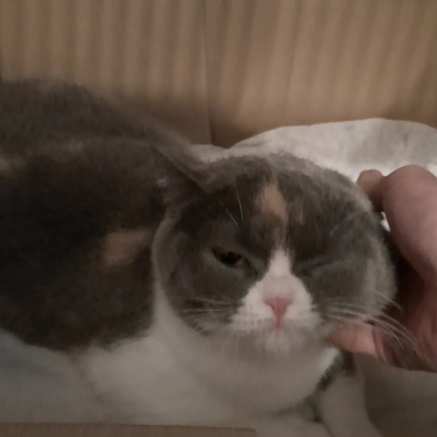 Scottish Fold cats for sale: SOLD---TICA Registered Scottish Straight Neutared  - Video 2