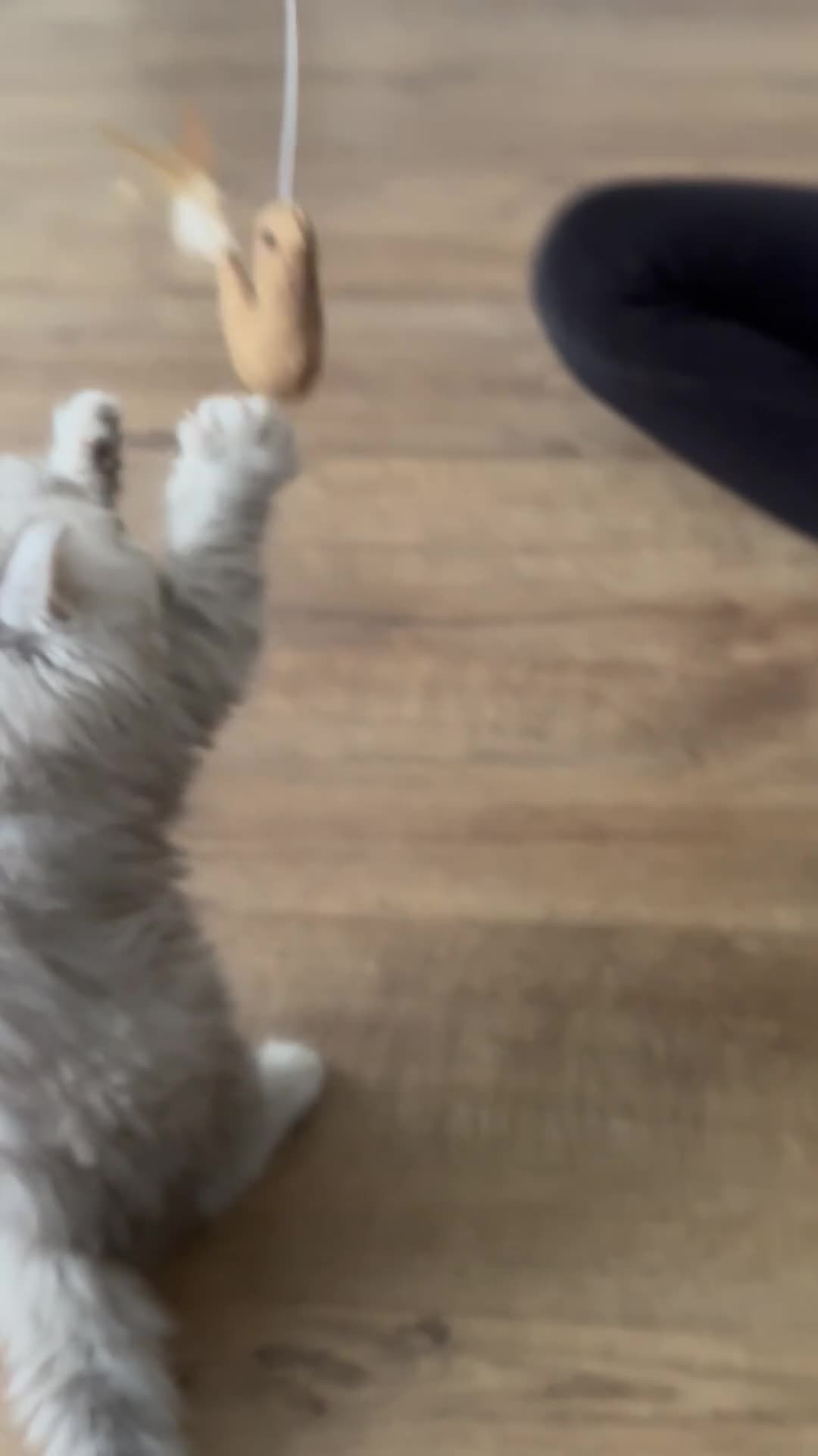 British Longhair cats for sale: Stunning fluffy Maine coon x british longhair  - Video 2