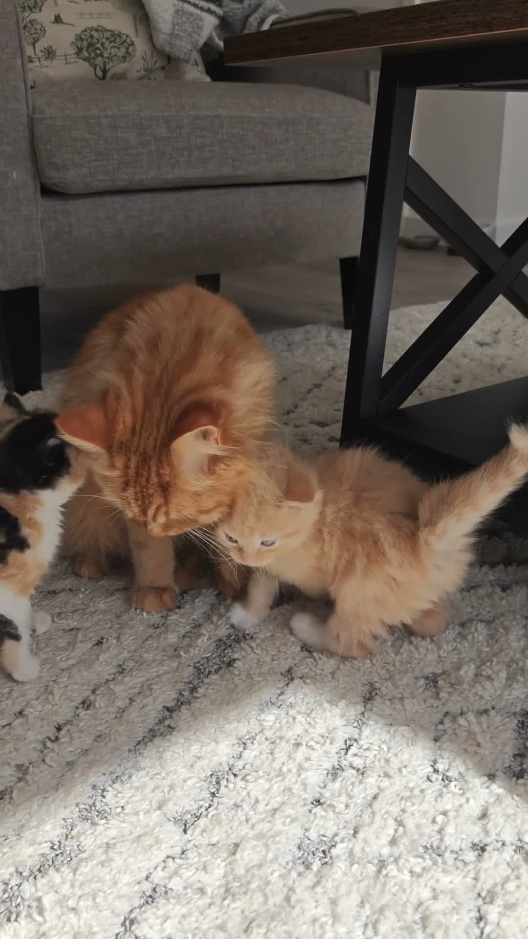 Mixed Breed cats for sale: 1x Longhair Ginger 3x Calico Tricolour Kittens! - Video 1