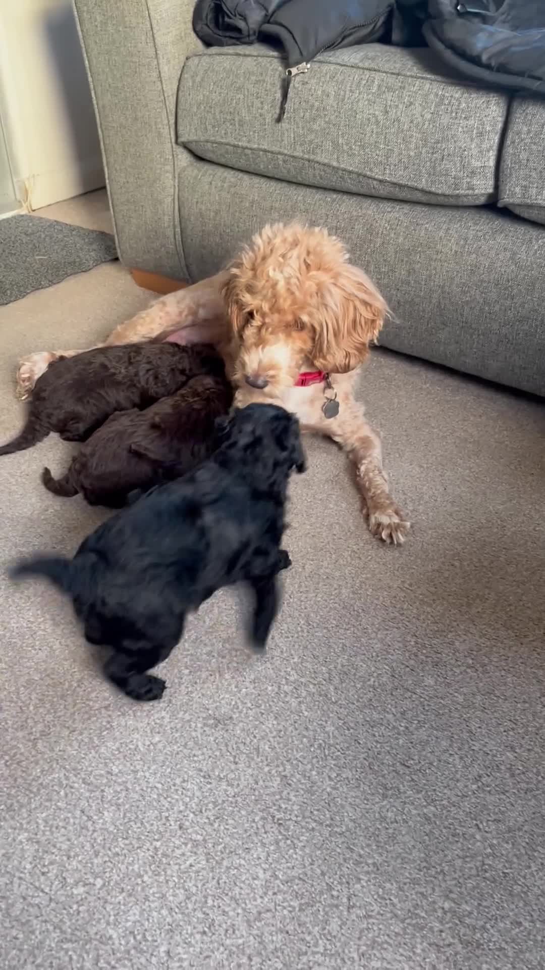 Cockapoo dogs for sale: 1 lovely chocolate cockapoo girl  - Video 1