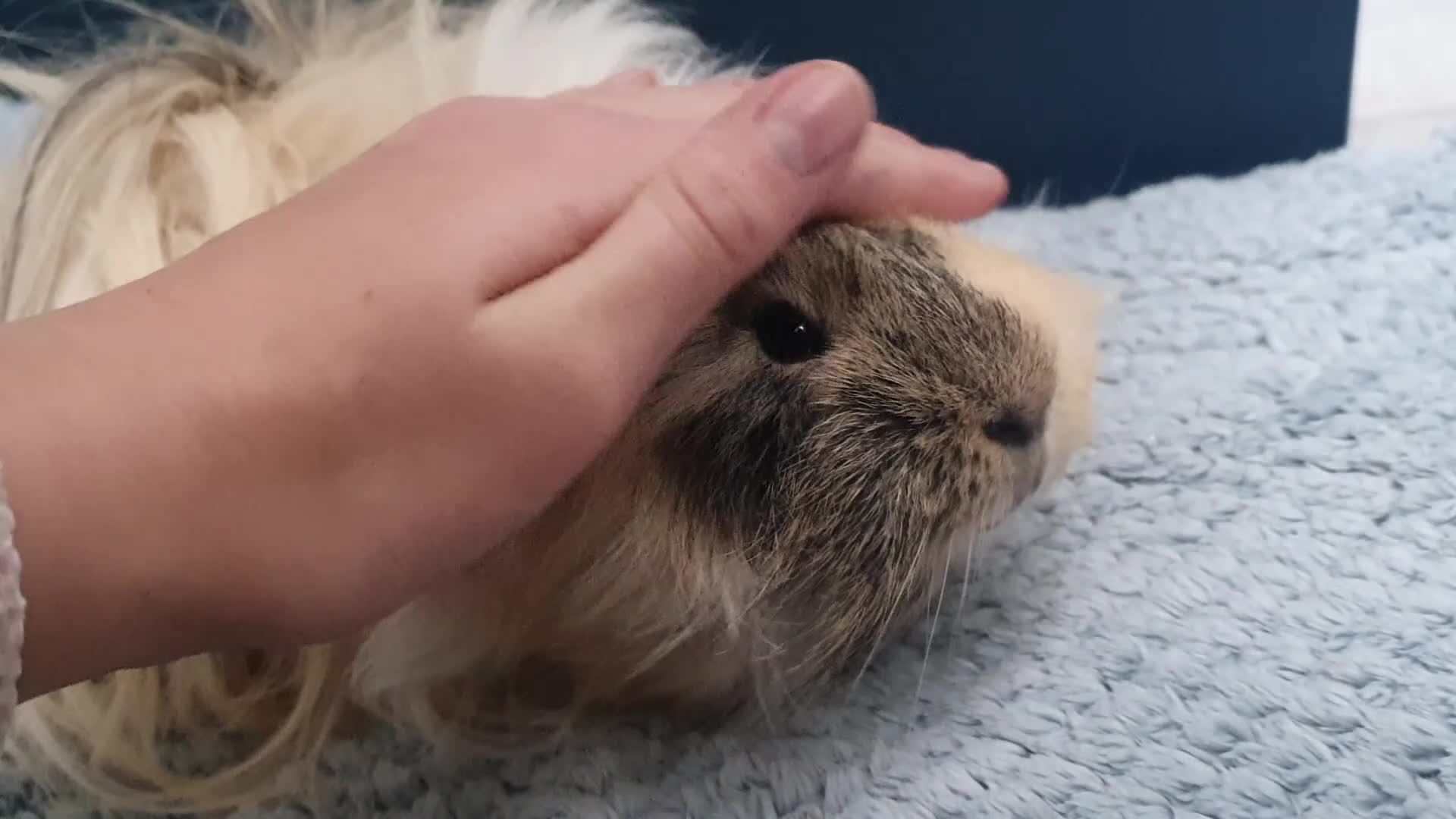 Guinea Pig rodents for sale: Stunning long haired boar - Video 1