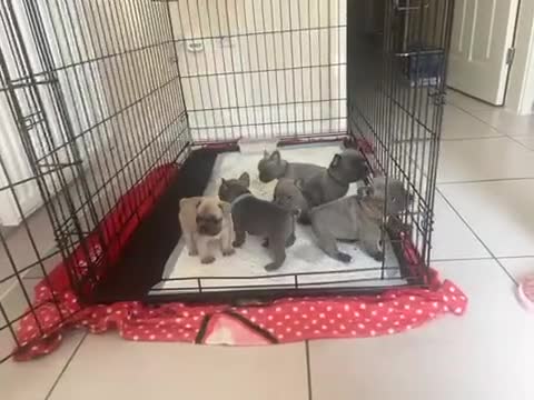 French Bulldog dogs for sale: Ready to leave on the 12th of September - Video 1