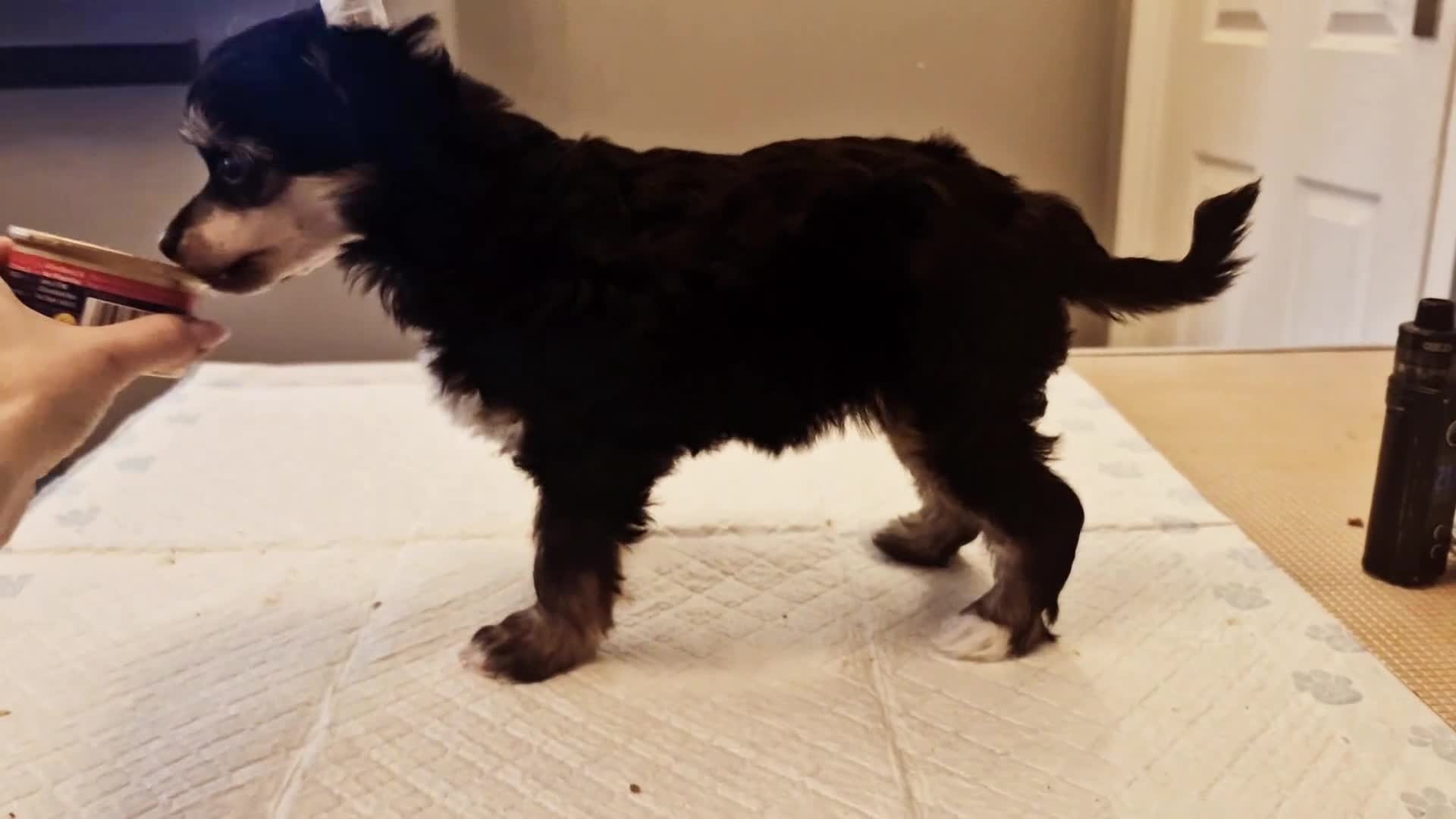 Chinese Crested dogs for sale: Powder puff and hairless girl available  in Crewe - Video 4