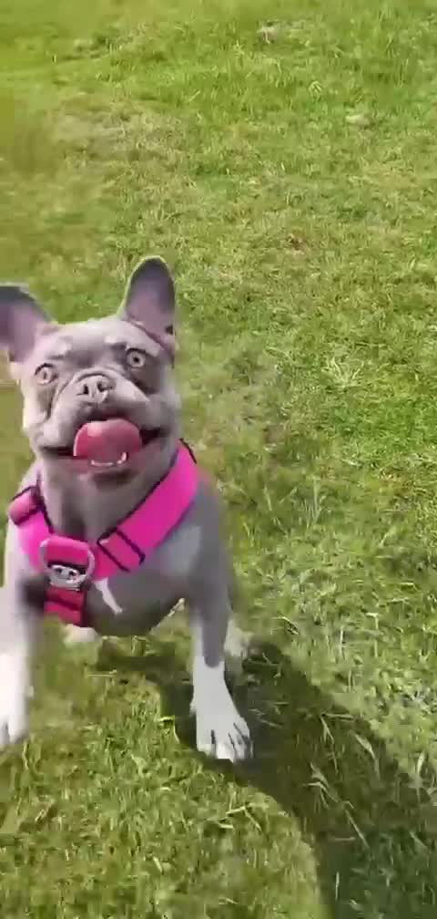 French Bulldog dogs for sale: Last 1 available,New shade Isabella French bulldog - Video 3