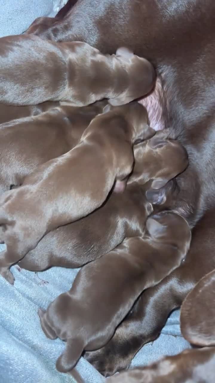 Miniature Dachshund dogs for sale: Beautiful mini dachshund puppies😍 - Video 1