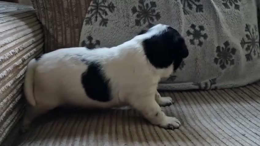 Mixed Breed dogs for sale: Sharpei x Ridgeback reserved - Video 2
