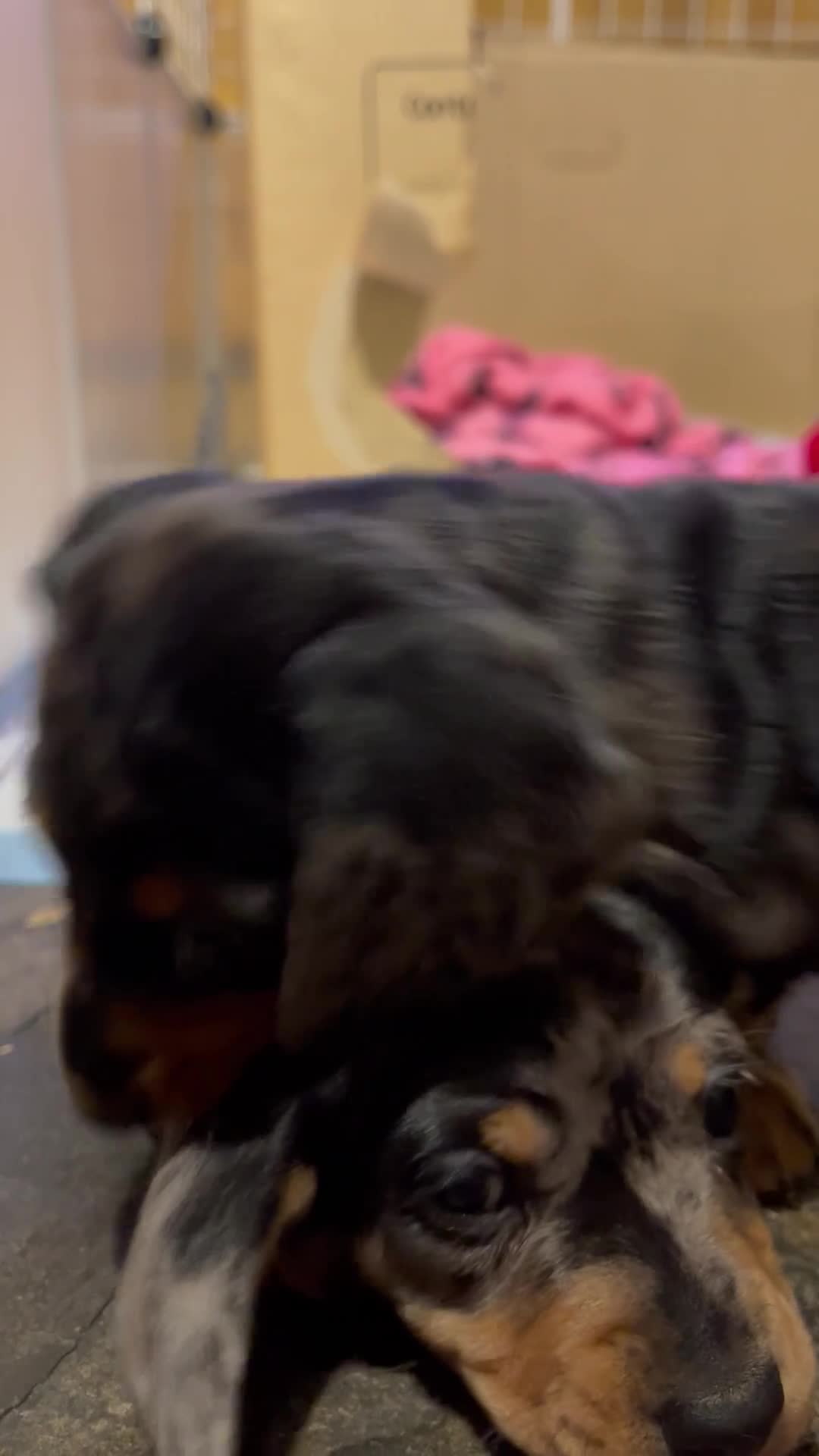 Miniature Dachshund dogs for sale: Stunning Pedigree KC Registered ready from 21 Dec - Video 2