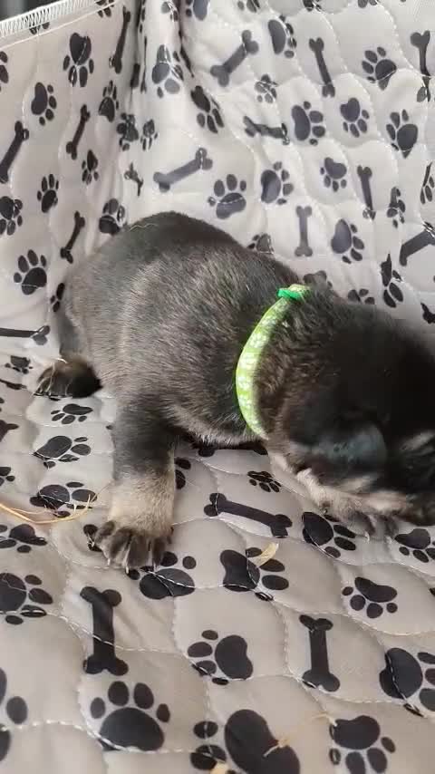 German Shepherd dogs for sale: 6 Beautiful German Shepherd Puppies in Tenbury Wells - Video 4