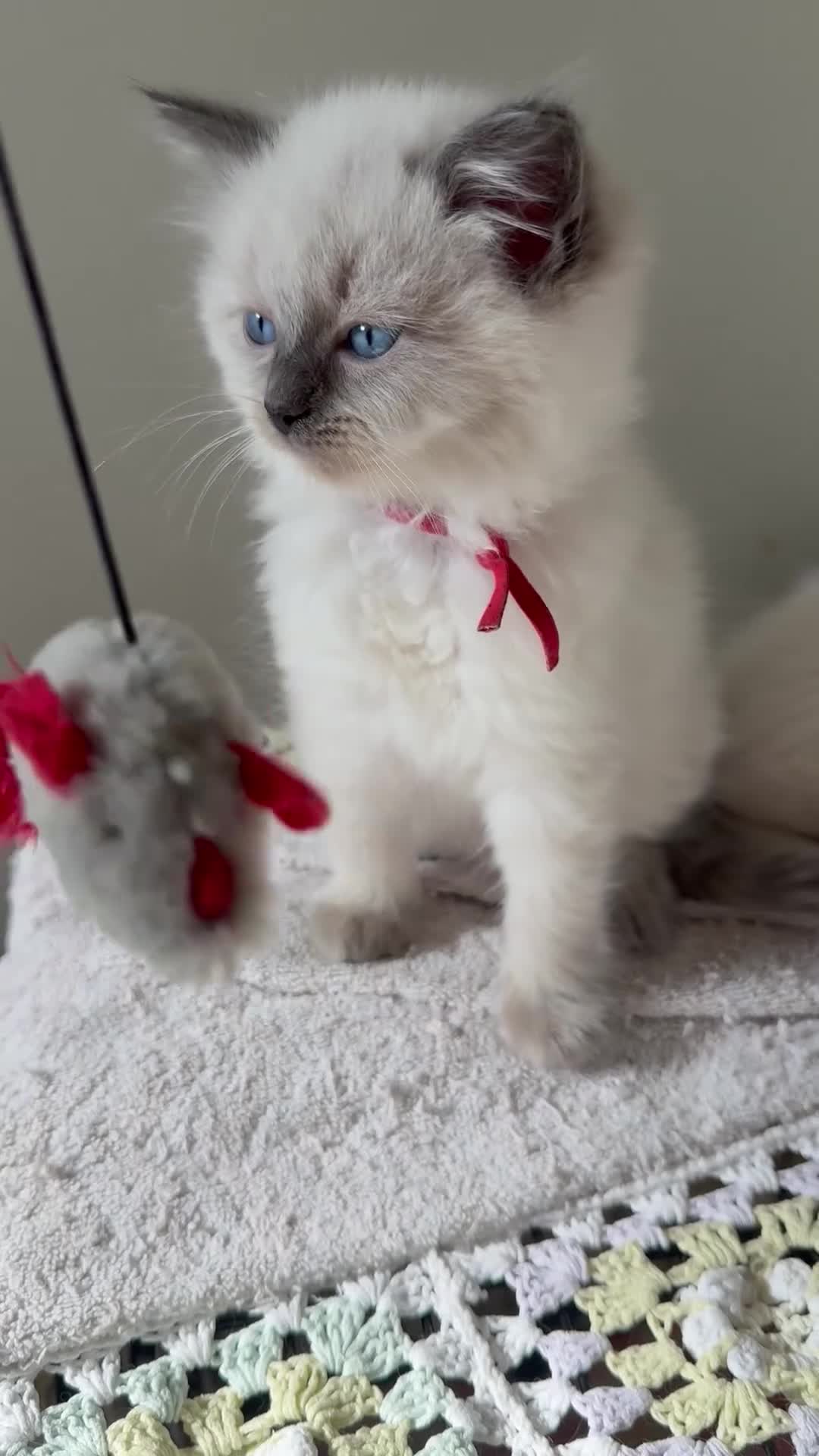 Ragdoll cats for sale: Beautiful ragdoll boys! 😻🐱 - Video 1