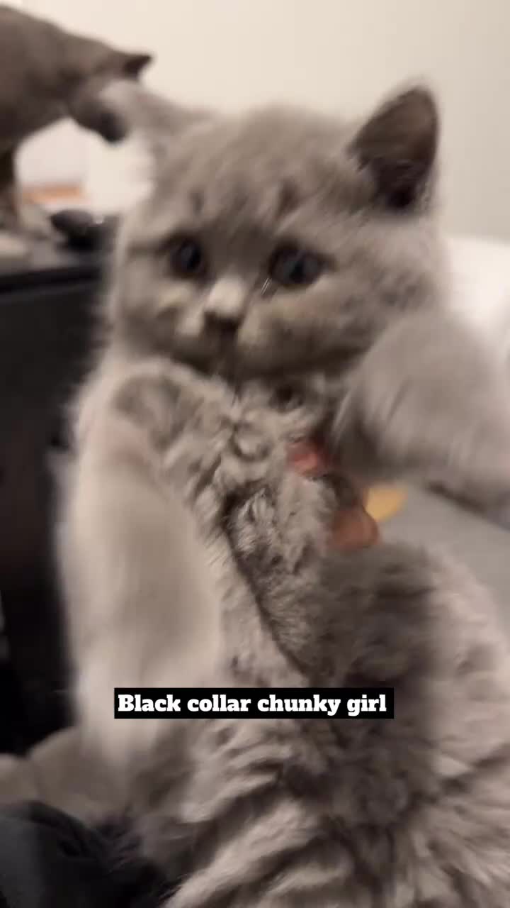 British Shorthair cats for sale: Full pedigree. Bsh kittens  - Video 5