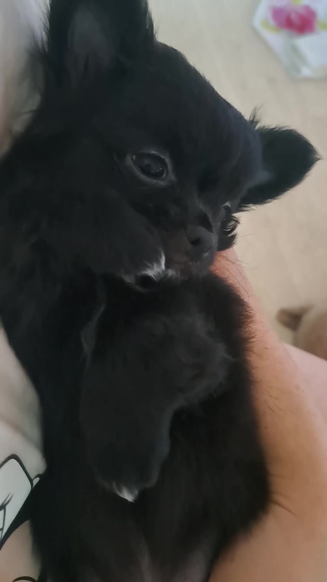 Chihuahua dogs for sale: Meet "Ernesto" last long coat chihuahua puppy - Video 2