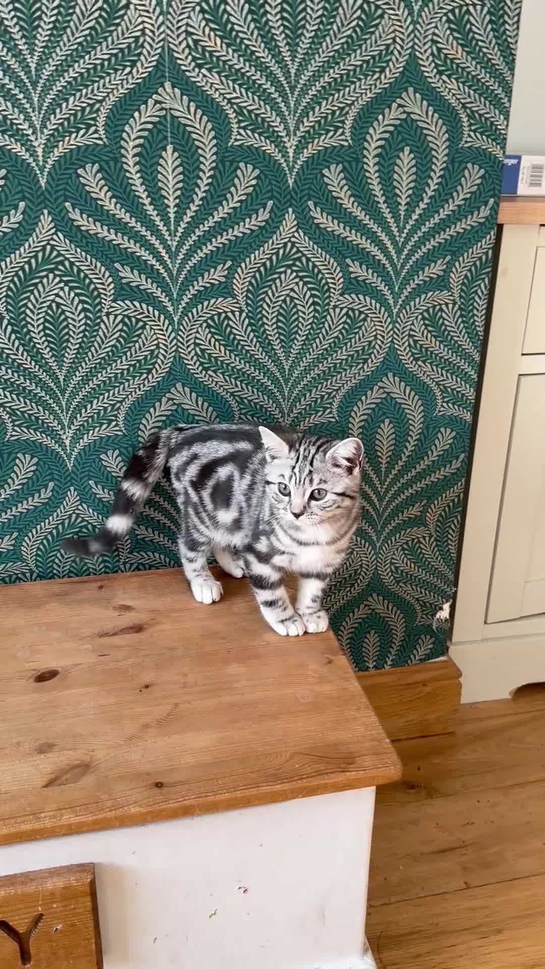 British Shorthair cats for sale: Two stunning loving black silver tabby BSH females - Video 1