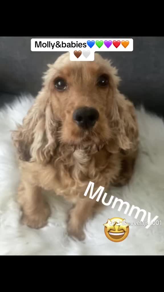 Cocker Spaniel dogs for sale: KC Registered Golden show cocker spaniel in Burnley - Video 1