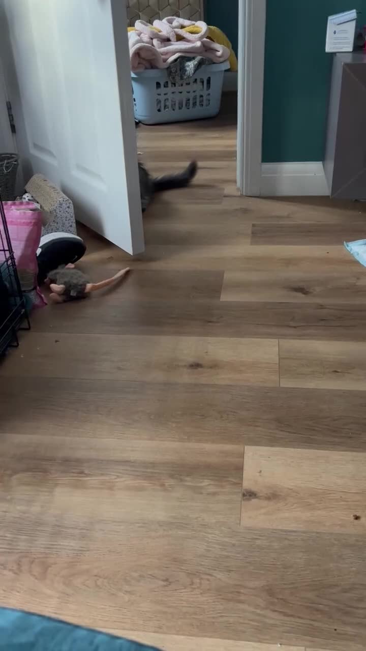 Maine Coon cats for sale: Norma no mates. TICA Registered Maine Coon Kittens - Video 1
