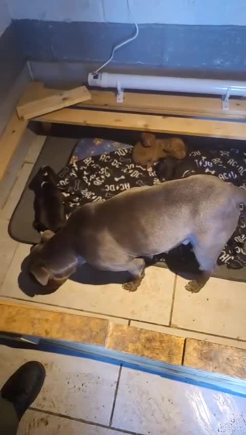 Staffordshire Bull Terrier dogs for sale: Staffordshire bull terrier pups - Video 3