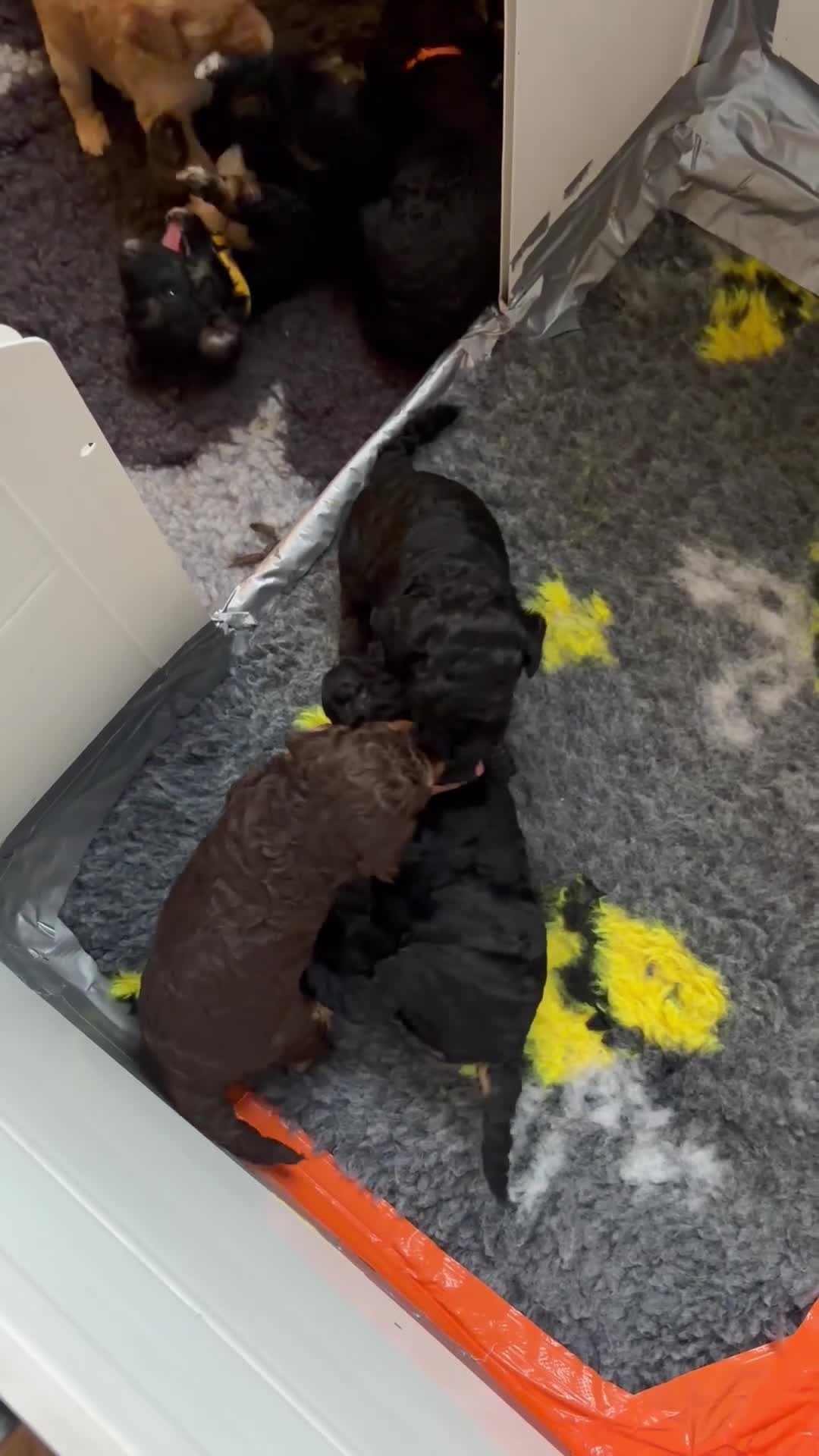 Cockapoo/toy poodle puppies for sale in Redcar | Pets4Homes