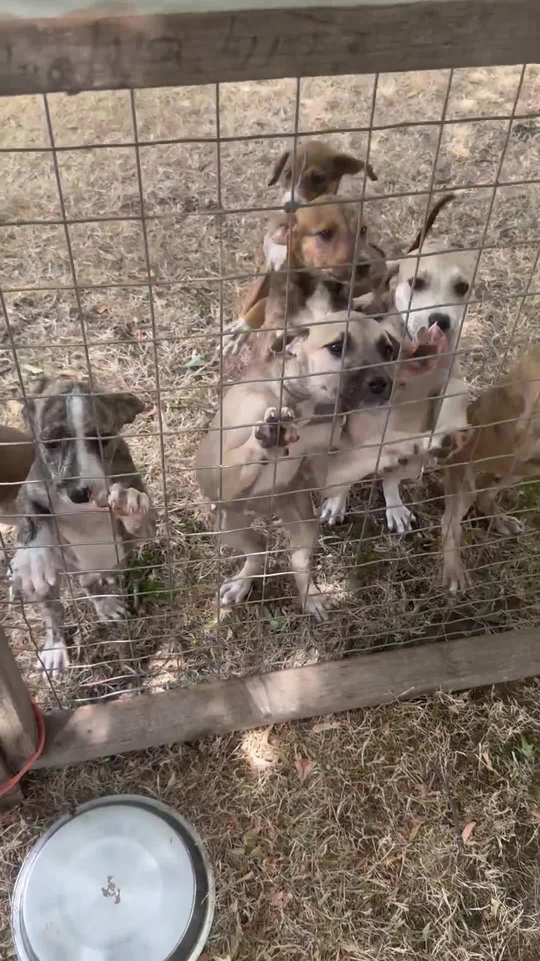 Mixed Breed dogs for sale: Lurches x saluki  - Video 2