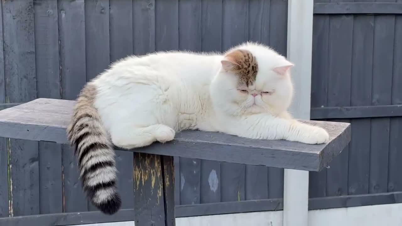Exotic cats for sale:  ** 🔥OUTSTANDING EXOTIC SHORTHAIRS 🔥 - Video 1