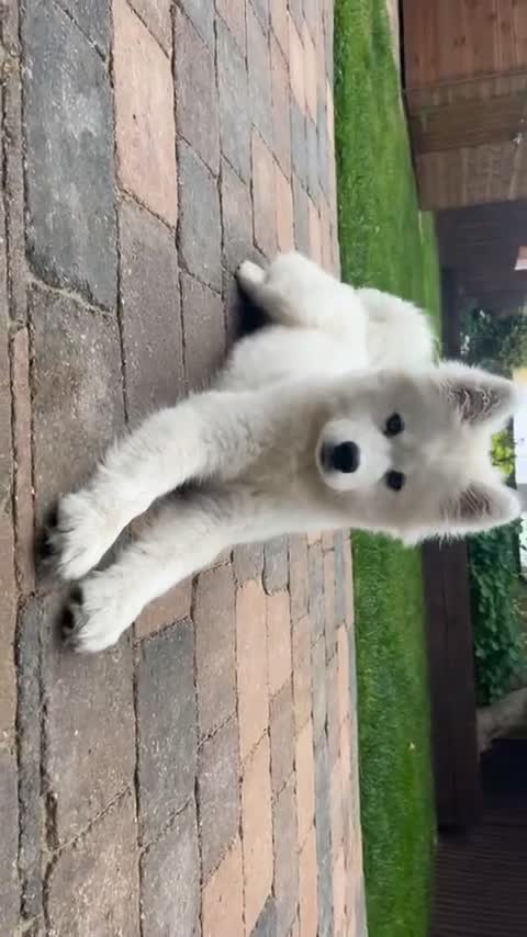 Samoyed dogs for sale: KC registered Samoyed Puppy 💕 - Video 1