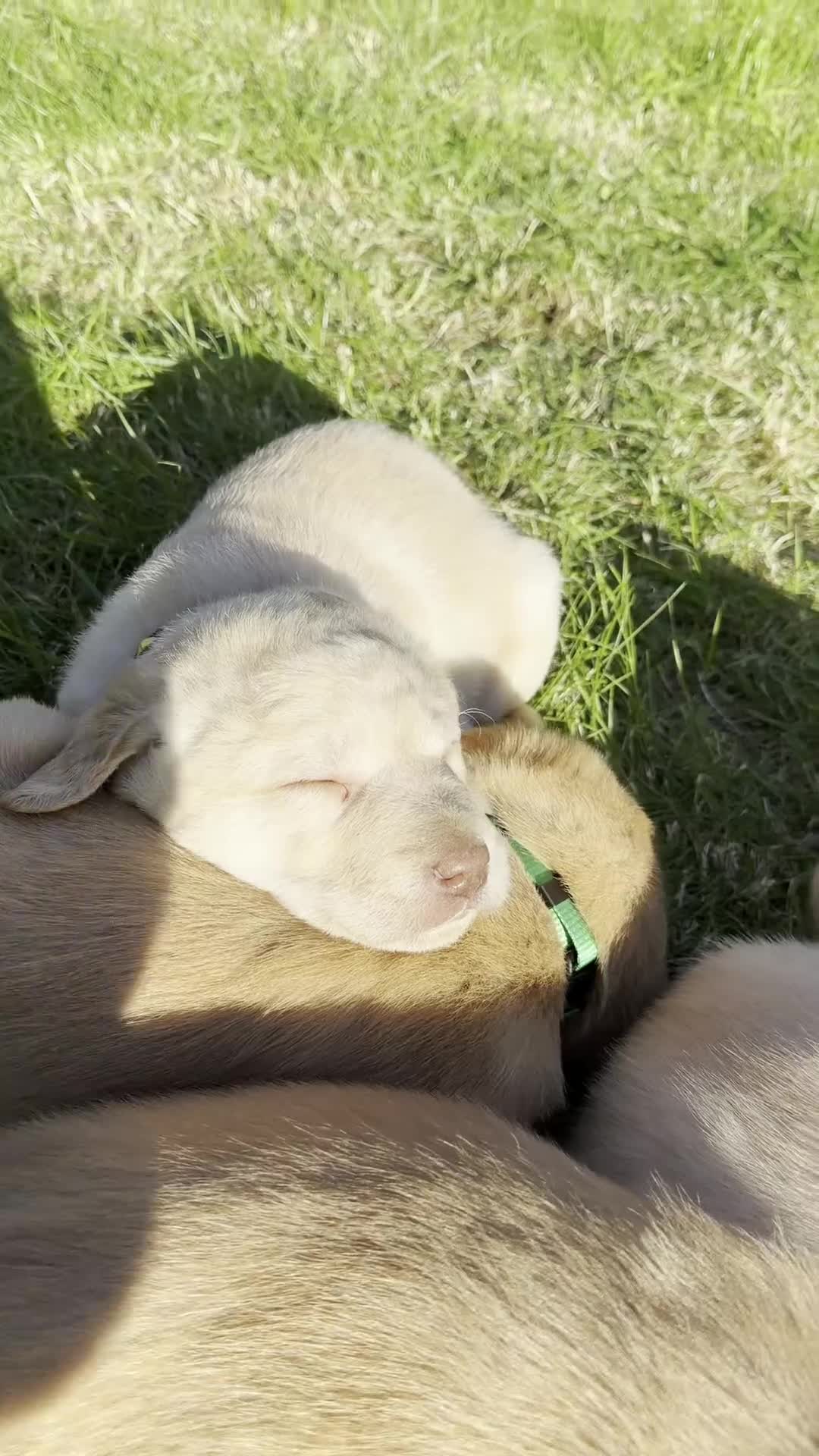 Labrador Retriever dogs for sale: Fox Red Cross Golden Labrador Puppies  in Cardigan - Video 5