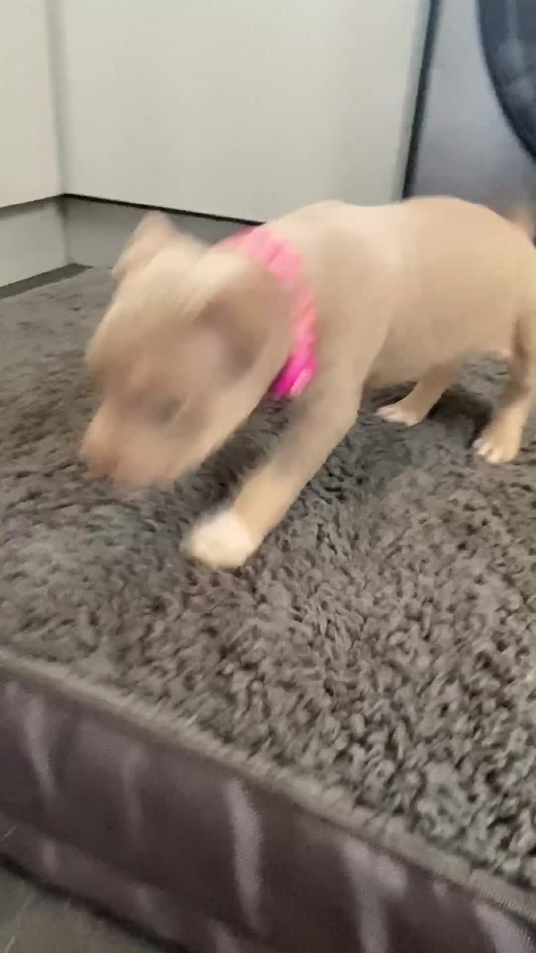 American Bully dogs for sale: ❗️READY TO LEAVE TODAY ❗️ - Video 1