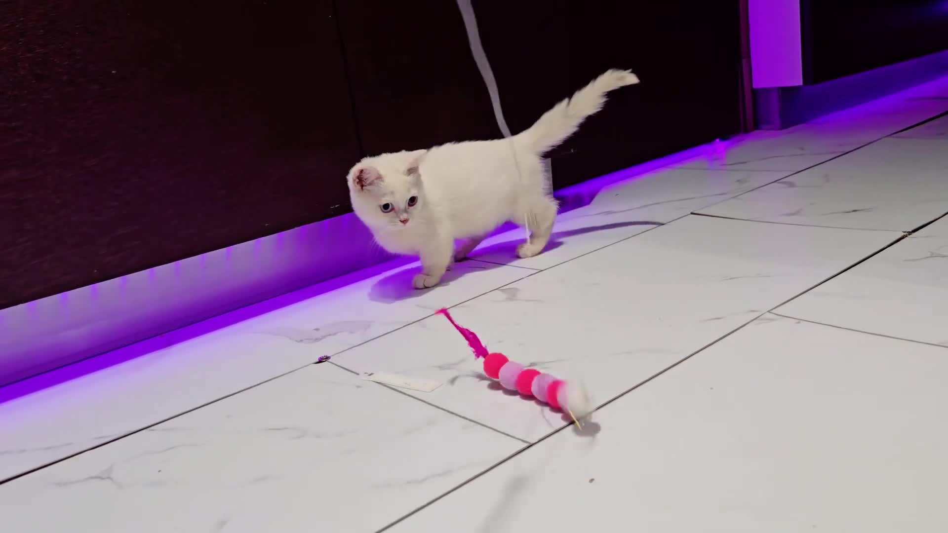 Munchkin cats for sale: Munchkin kittens odd-eyed - Video 1
