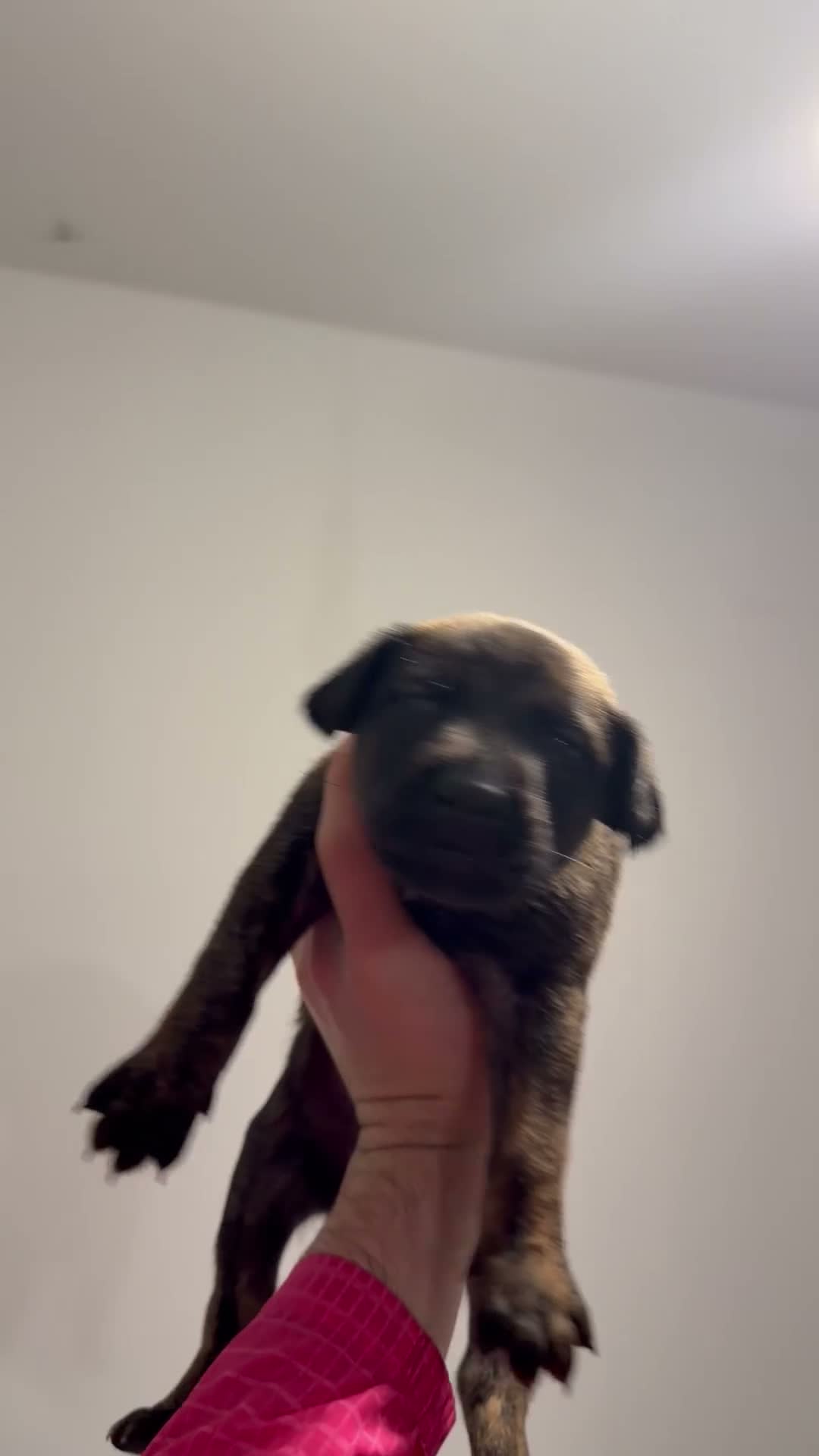 Belgian Shepherd Dog dogs for sale: Last 3 males left working line Mali pups reduced - Video 4