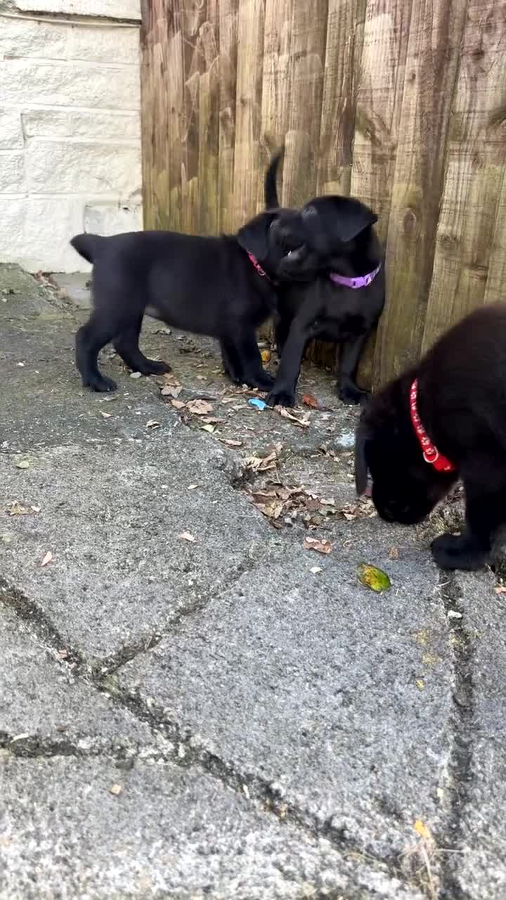 Labrador Retriever dogs for sale: ⭐️READY TO GO NEXT WEEK⭐️KC Reg Labrador Puppies  - Video 3
