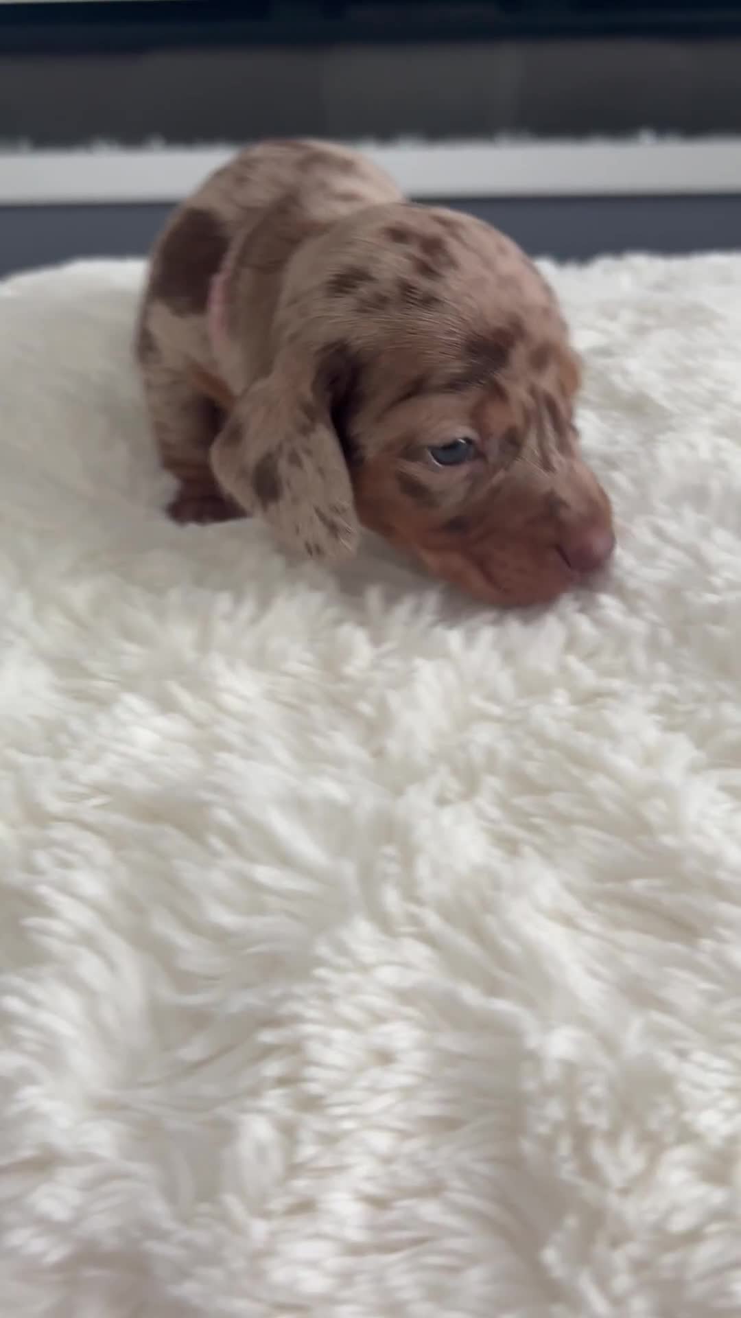 Dachshund dogs for sale: Beautiful litter of dachshund puppies … ONE  LEFT  - Video 2