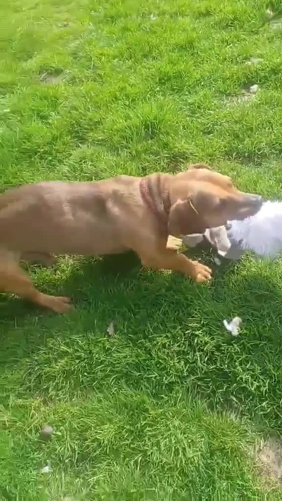 Mixed Breed dogs for adoption: Rescue boy Noodle is looking for his forever home - Video 2