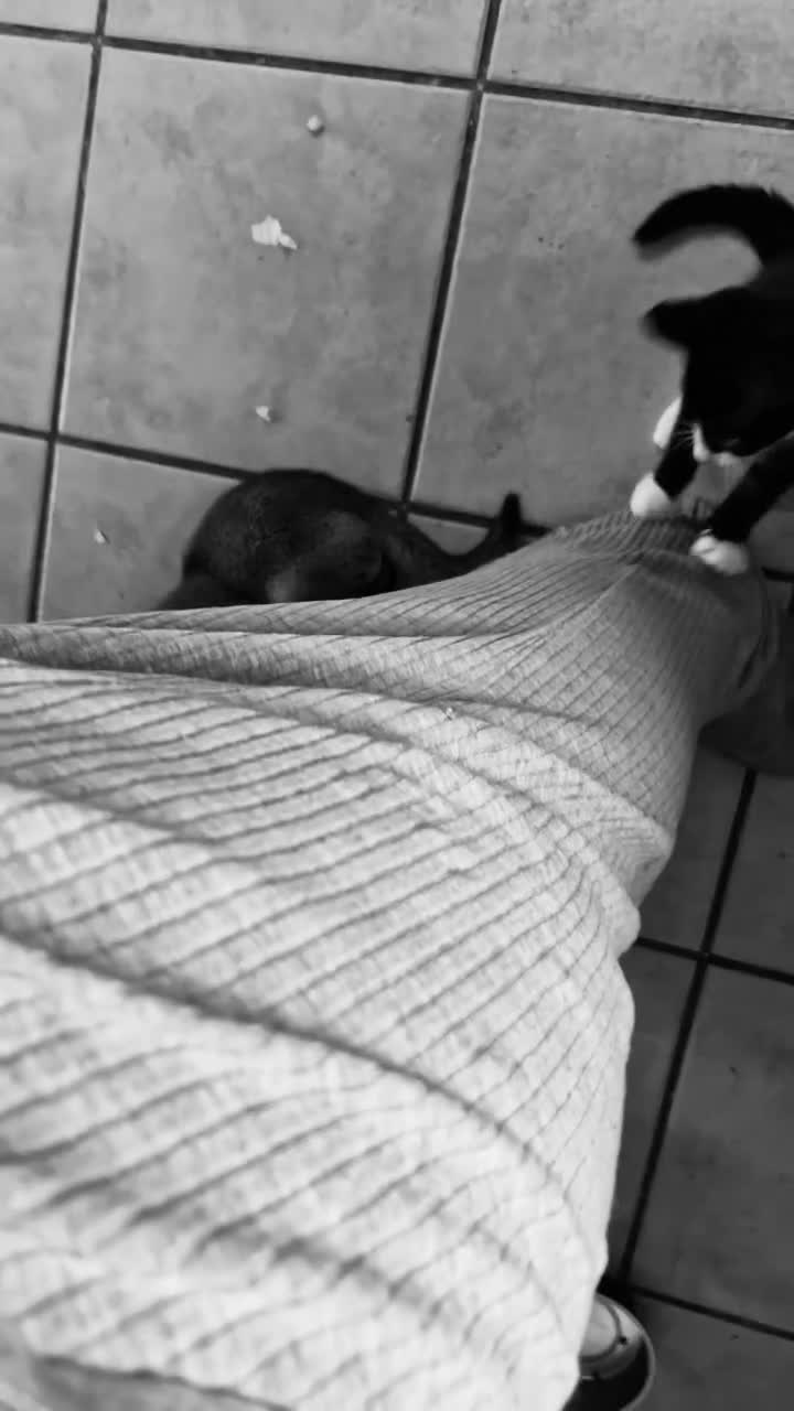 Mixed Breed cats for sale: No fault of their own  - Video 1