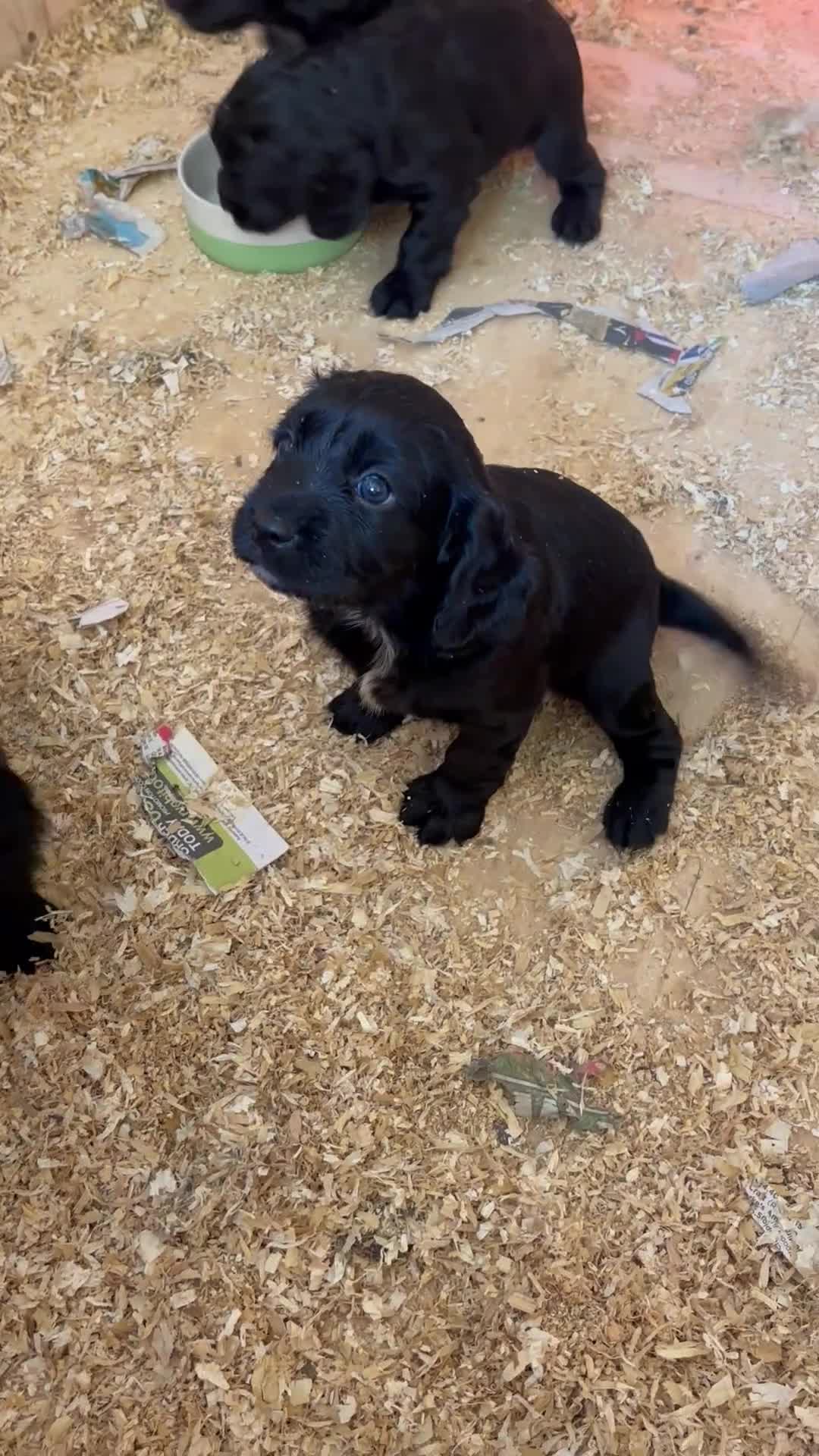 Cockalier dogs for sale: Cockalier puppy  - Video 2