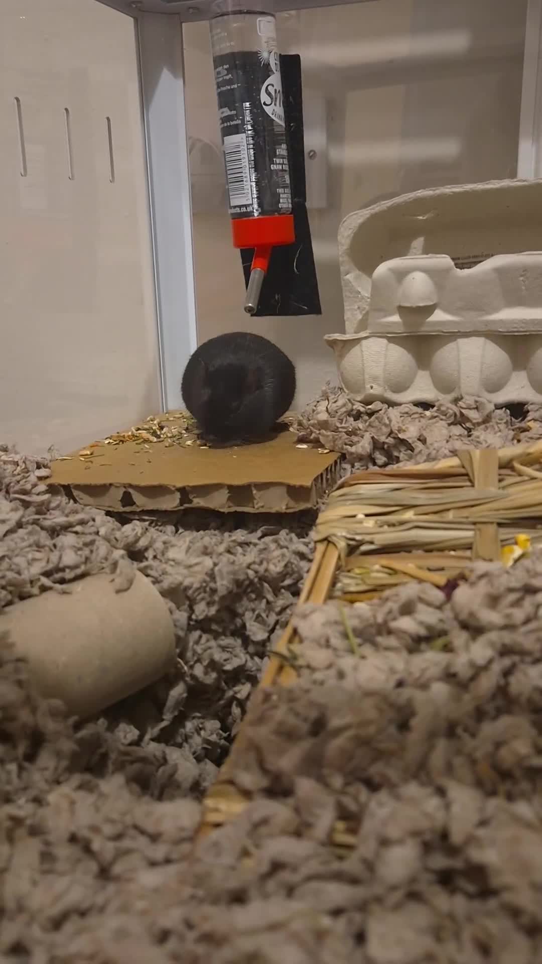 Gerbil rodents for sale: Male Gerbil/Gerbil(s) for sale - Video 3