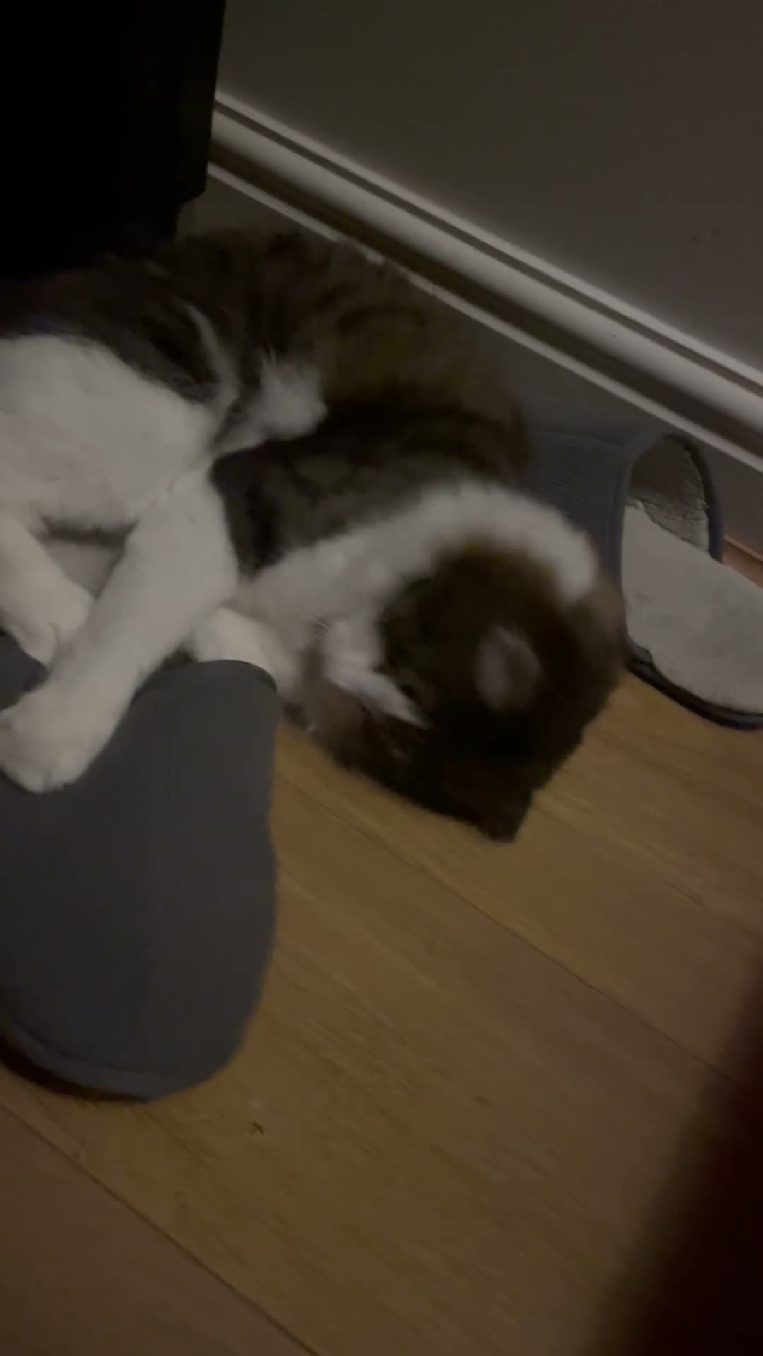 Mixed Breed cats for sale: Norwegian forest cat mix - Video 1