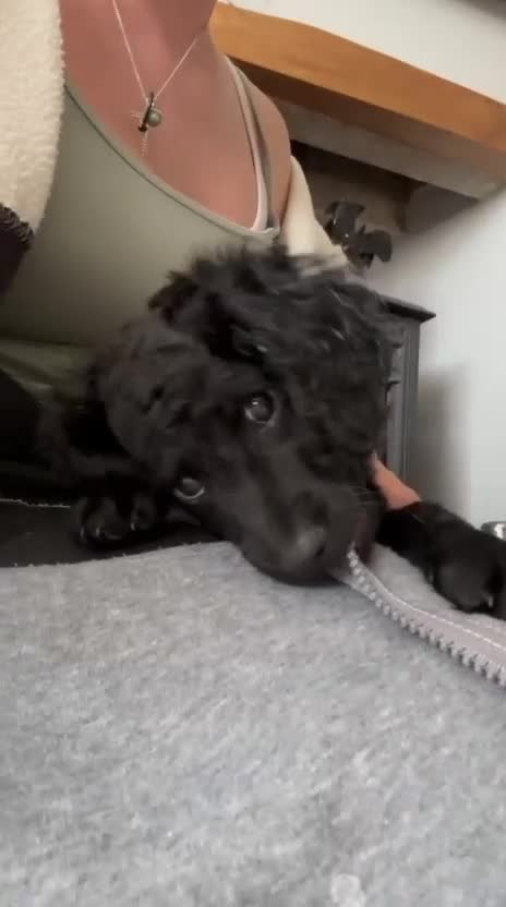Cockapoo dogs for sale: *Last Of The Litter* Stunning F2 cockapoo puppies - Video 2